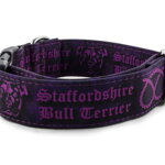 Obojek Staffordshire Bull Terrier Violet