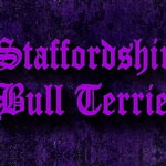 Obojek Staffordshire Bull Terrier Violet
